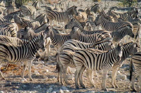 Herd of Zebras in Etoshia National Park, Namibia.