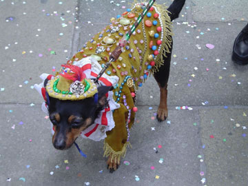 Can you believe this dog is sober?